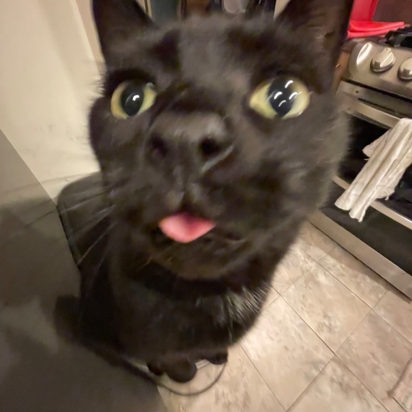 cats! - Picture 11 of 16